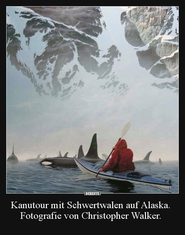 Kanutour mit Schwertwalen auf Alaska. Fotografie von.. - Lustige Bilder | DEBESTE.de
