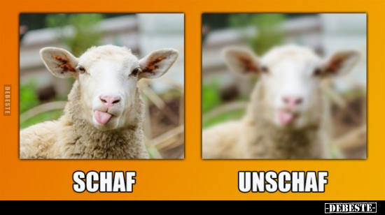 Schafe Logik.. - Lustige Bilder | DEBESTE.de