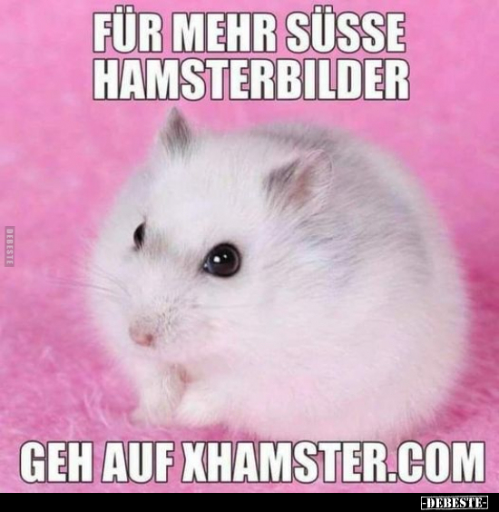 Für mehr süsse Hamsterbilder geh auf.. - Lustige Bilder | DEBESTE.de
