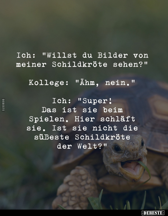 Ich: "Willst du Bilder von meiner Schildkröte.." - Lustige Bilder | DEBESTE.de