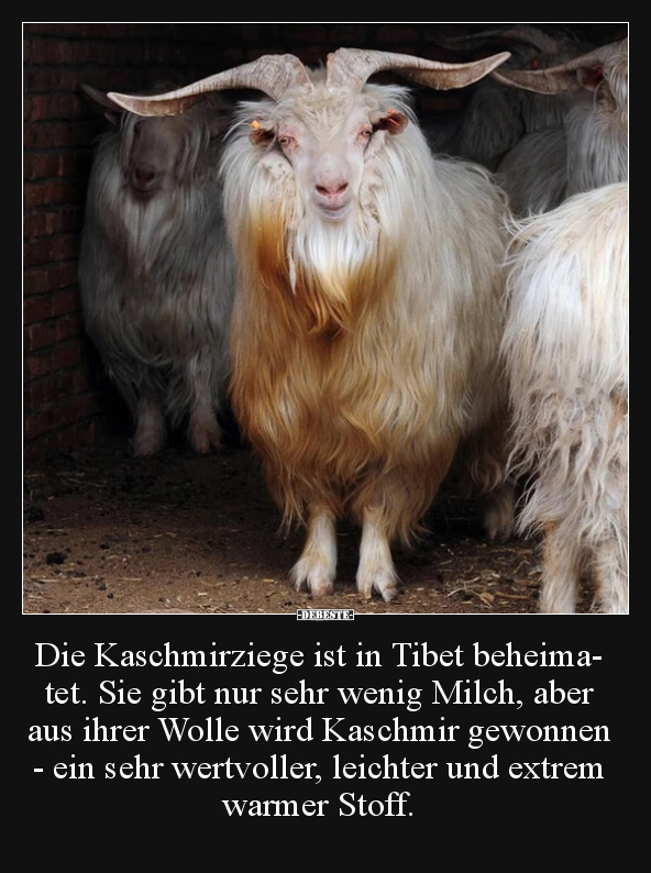 Die Kaschmirziege ist in Tibet beheimatet.. - Lustige Bilder | DEBESTE.de