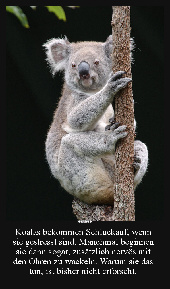 Koalas bekommen Schluckauf, wenn sie gestresst sind... - Lustige Bilder | DEBESTE.de