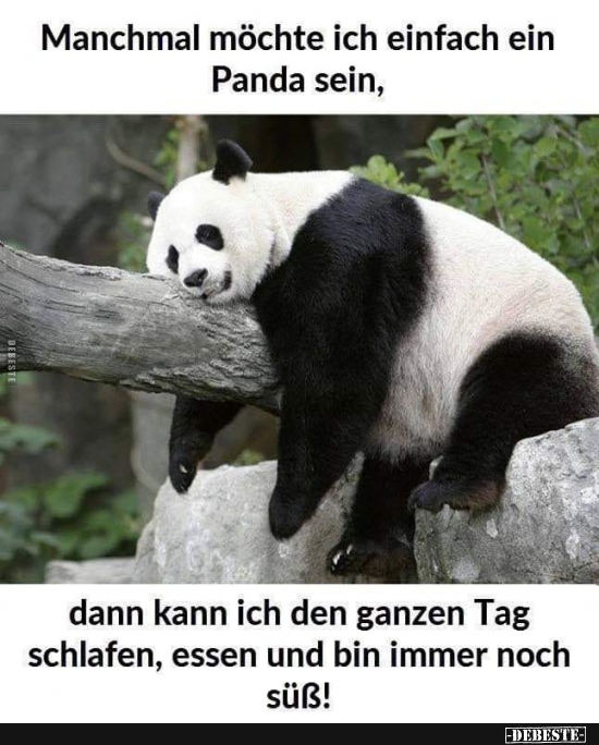 Manchmal möchte ich einfach ein Panda sein.. - Lustige Bilder | DEBESTE.de