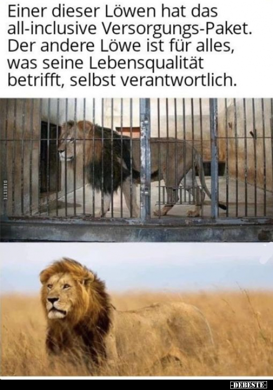 Einer dieser Löwen hat das all-inclusive Versorgungs-Paket... - Lustige Bilder | DEBESTE.de