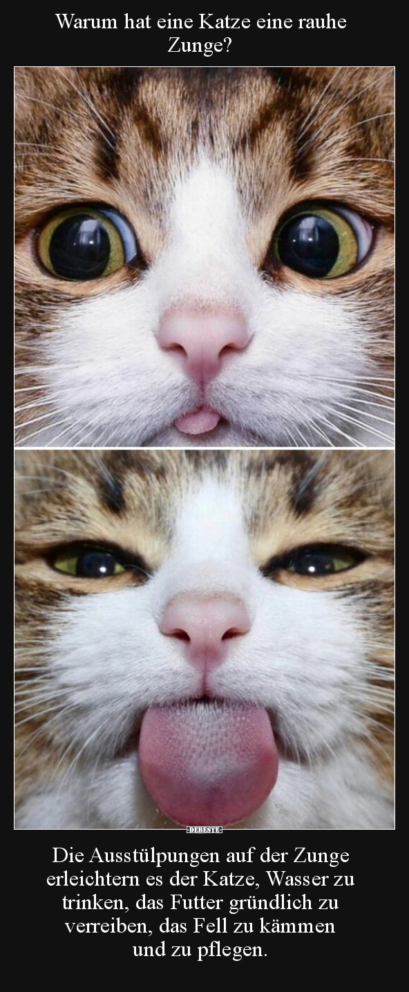 Warum hat eine Katze eine rauhe Zunge?.. - Lustige Bilder | DEBESTE.de