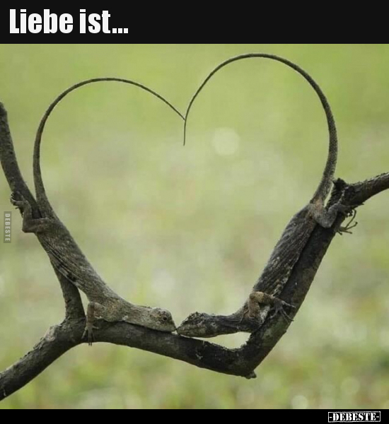 Liebe ist... - Lustige Bilder | DEBESTE.de
