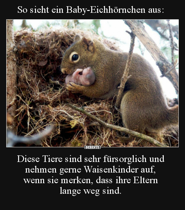 So sieht ein Baby-Eichhörnchen aus.. - Lustige Bilder | DEBESTE.de