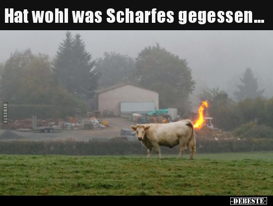 Hat wohl was Scharfes gegessen... - Lustige Bilder | DEBESTE.de
