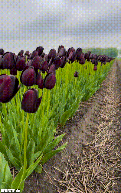 Wunderschöne Tulpen.. - Lustige Bilder | DEBESTE.de