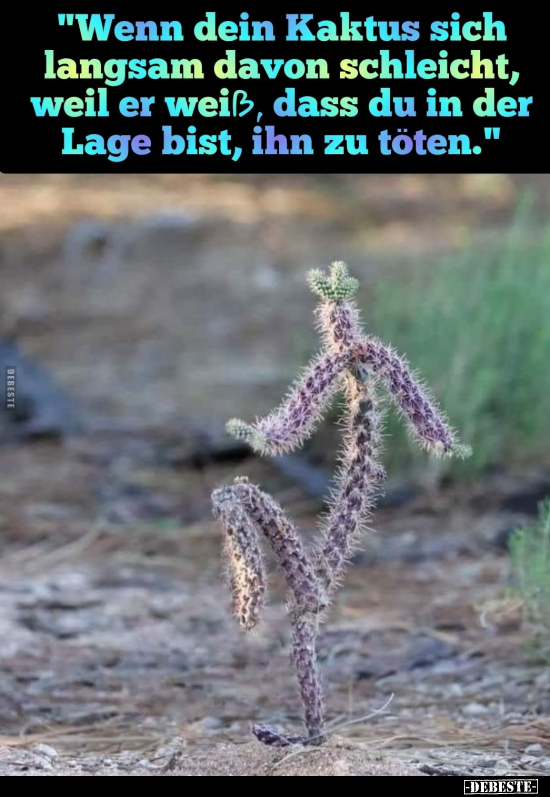 "Wenn dein Kaktus sich langsam davon schleicht, weil er.." - Lustige Bilder | DEBESTE.de