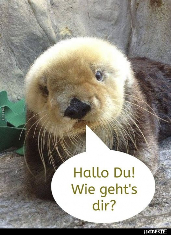 Hallo Du!.. - Lustige Bilder | DEBESTE.de