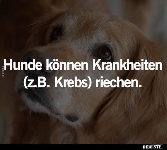 Hunde können Krankheiten (z.B. Krebs) riechen... - Lustige Bilder | DEBESTE.de