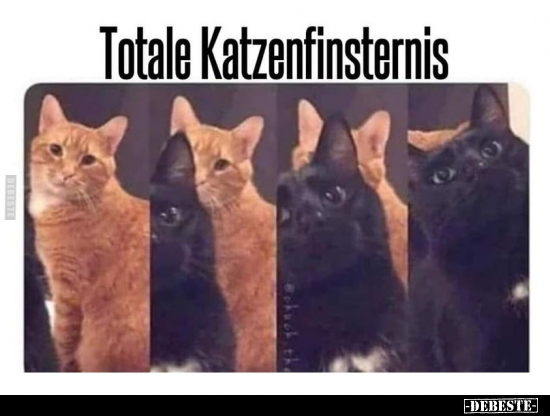 Totale Katzenfinsternis.. - Lustige Bilder | DEBESTE.de