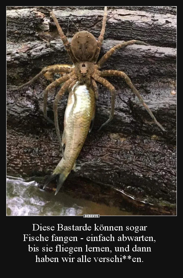 Diese Bastarde können sogar Fische fangen - einfach.. - Lustige Bilder | DEBESTE.de