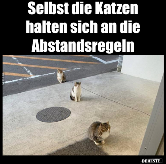 Selbst die Katzen halten sich an die Abstandsregeln.. - Lustige Bilder | DEBESTE.de