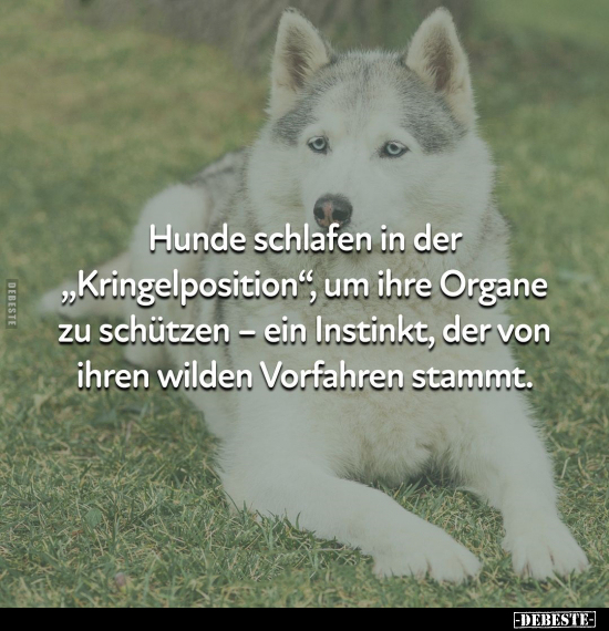 Hunde schlafen in der "Kringelposition".. - Lustige Bilder | DEBESTE.de