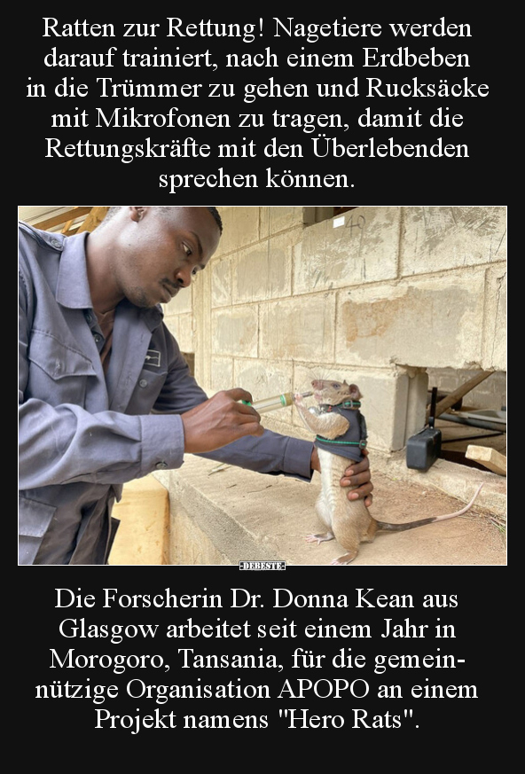 Ratten zur Rettung! Nagetiere werden darauf trainiert, nach.. - Lustige Bilder | DEBESTE.de