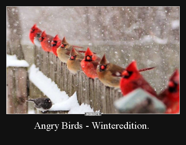 Angry Birds - Winteredition... - Lustige Bilder | DEBESTE.de