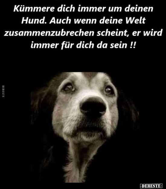 Kümmere dich immer um deinen Hund. Auch wenn deine Welt.. - Lustige Bilder | DEBESTE.de