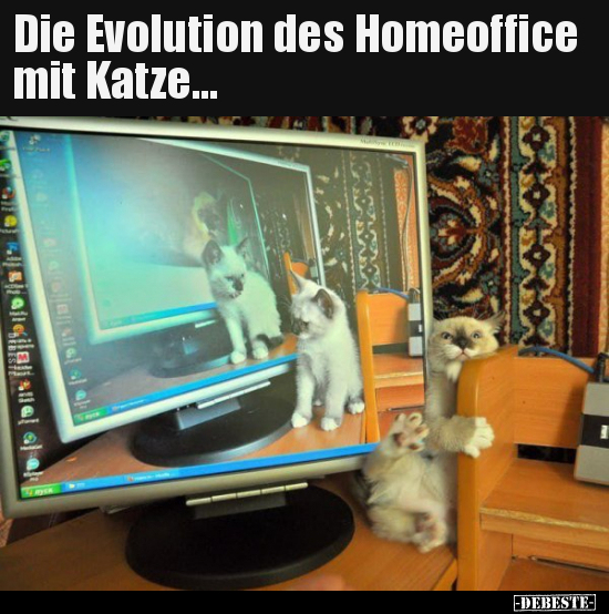 Die Evolution des Homeoffice mit Katze... - Lustige Bilder | DEBESTE.de