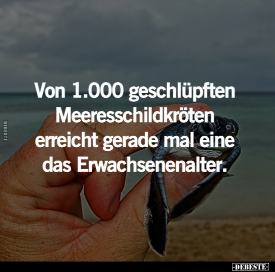Von 1.000 geschlüpften Meeresschildkröten.. - Lustige Bilder | DEBESTE.de