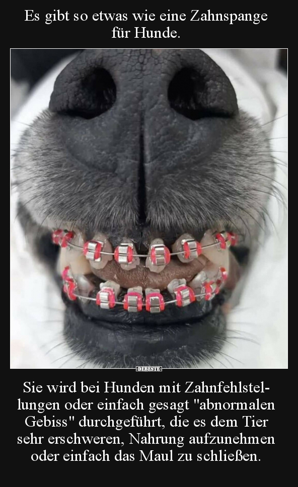 Es gibt so etwas wie eine Zahnspange für Hunde... - Lustige Bilder | DEBESTE.de