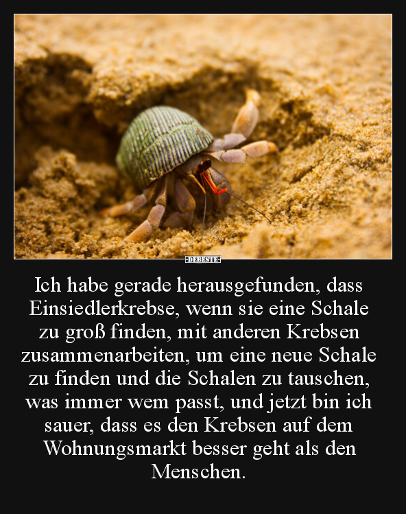Ich habe gerade herausgefunden, dass Einsiedlerkrebse.. - Lustige Bilder | DEBESTE.de