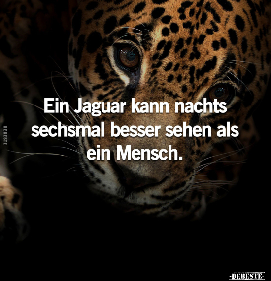 Ein Jaguar kann nachts sechsmal besser sehen als ein Mensch.. - Lustige Bilder | DEBESTE.de