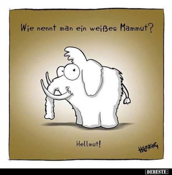 Wie nennt man ein weißes Mammut? - Lustige Bilder | DEBESTE.de