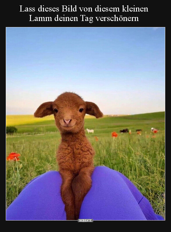 Lass dieses Bild von diesem kleinen Lamm deinen Tag.. - Lustige Bilder | DEBESTE.de