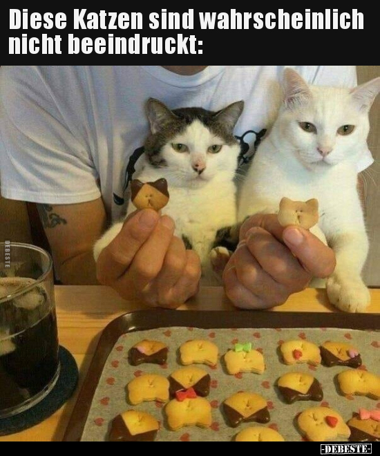 Diese Katzen sind wahrscheinlich nicht beeindruckt.. - Lustige Bilder | DEBESTE.de