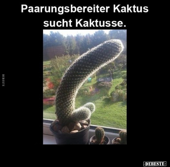 Paarungsbereiter Kaktus sucht Kaktusse... - Lustige Bilder | DEBESTE.de