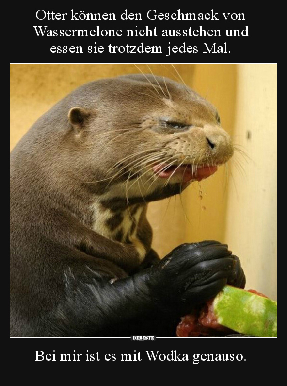 Otter können den Geschmack von Wassermelone nicht.. - Lustige Bilder | DEBESTE.de