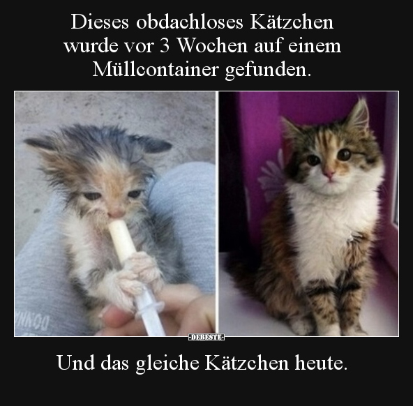 Dieses obdachloses Kätzchen wurde vor 3 Wochen auf einem.. - Lustige Bilder | DEBESTE.de