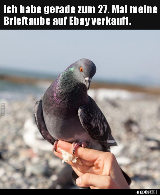 Ich habe gerade zum 27. Mal meine Brieftaube auf Ebay.. - Lustige Bilder | DEBESTE.de
