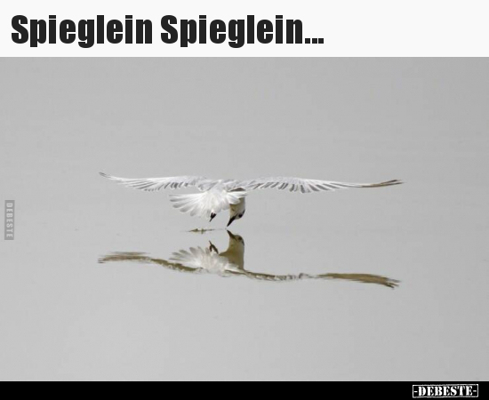 Spieglein Spieglein... - Lustige Bilder | DEBESTE.de