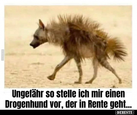 Ungefähr so stelle ich mir einen Drogenhund vor, der in.. - Lustige Bilder | DEBESTE.de