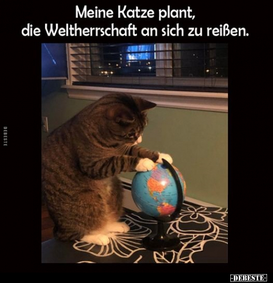 Meine Katze plant, die Weltherrschaft an sich zu.. - Lustige Bilder | DEBESTE.de