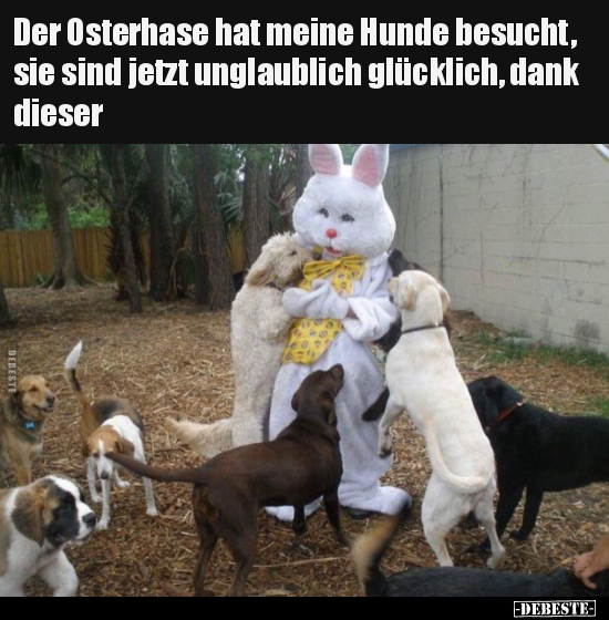 Der Osterhase hat meine Hunde besucht, sie sind jetzt.. - Lustige Bilder | DEBESTE.de