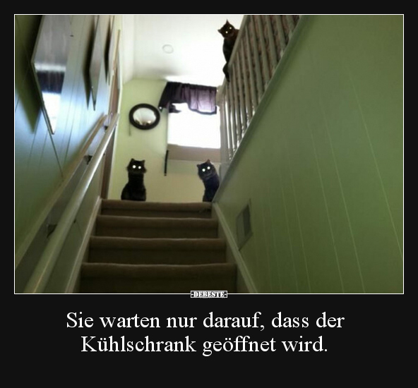 Sie warten nur darauf, dass der Kühlschrank geöffnet.. - Lustige Bilder | DEBESTE.de