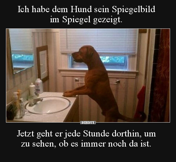 Ich habe dem Hund sein Spiegelbild im Spiegel gezeigt... - Lustige Bilder | DEBESTE.de