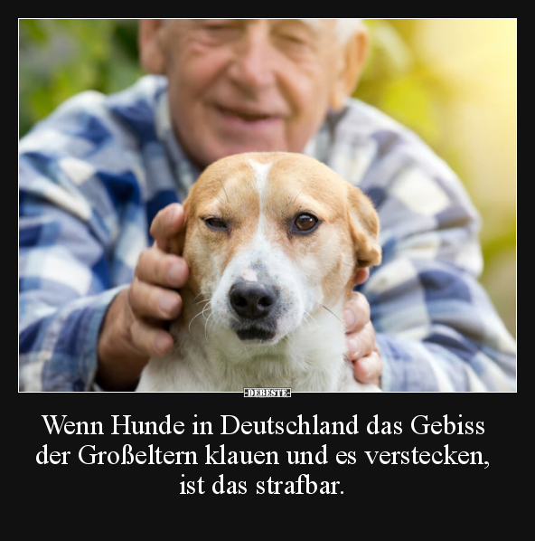 Wenn Hunde in Deutschland das Gebiss der Großeltern klauen.. - Lustige Bilder | DEBESTE.de