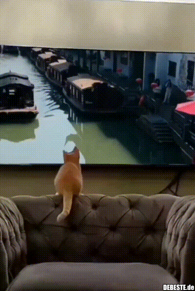 Katze guckt fern.. - Lustige Bilder | DEBESTE.de