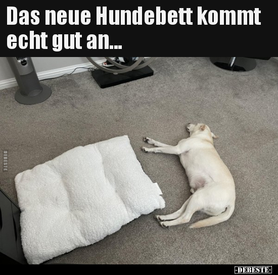 Das neue Hundebett kommt echt gut an... - Lustige Bilder | DEBESTE.de