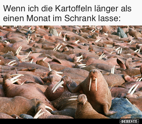 Wenn ich die Kartoffeln länger als einen Monat.. - Lustige Bilder | DEBESTE.de