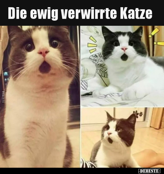 Die ewig verwirrte Katze.. - Lustige Bilder | DEBESTE.de