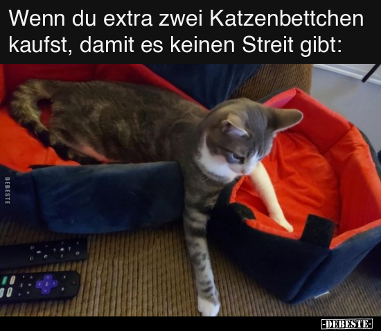 Wenn du extra zwei Katzenbettchen kaufst.. - Lustige Bilder | DEBESTE.de