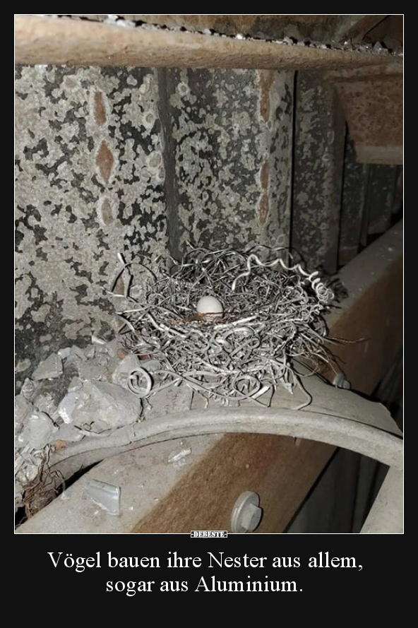 Vögel bauen ihre Nester aus allem, sogar aus Aluminium... - Lustige Bilder | DEBESTE.de