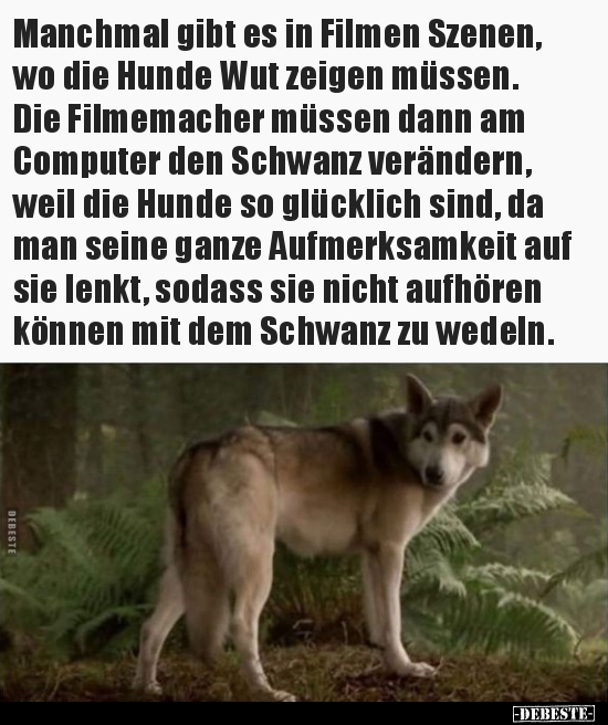 Manchmal gibt es in Filmen Szenen, wo die Hunde Wut zeigen.. - Lustige Bilder | DEBESTE.de
