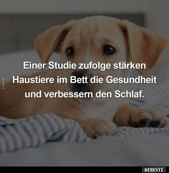 Einer Studie zufolge stärken Haustiere.. - Lustige Bilder | DEBESTE.de
